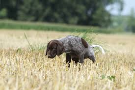 The reason for your dog pooping blood will depend upon its cause. My Dog S Stool Has Blood And It S Jelly Like Barkibu Us