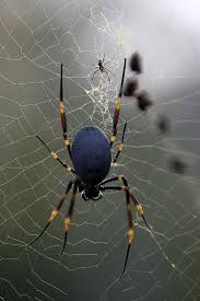 Parent Trap Spider Types Of Spiders Arachnids Spiders
