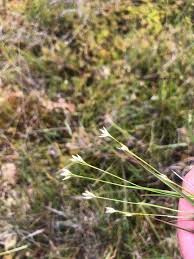 Image result for Rhynchospora brevirostris