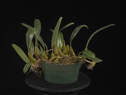 Image result for Bulbophyllum longiflorum