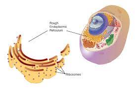 On the rough endoplasmic reticulum, ribosomes play an important role in the assembly of proteins. Endoplasmic Reticulum Rough
