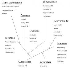 Image result for Convolvulaceae