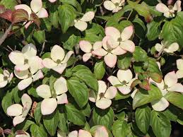 Flowers are followed by red fruits. Japanischer Blumen Hartriegel Heart Throb Cornus Kousa Heart Throb Baumschule Horstmann