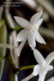 Image result for Aerangis ugandensis