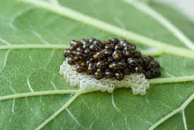 Les punaises et le jardin. Invasion De Punaises Dans Le Jardin Ca Ne S Arrete Plus