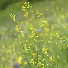 Image result for Emilia juncea