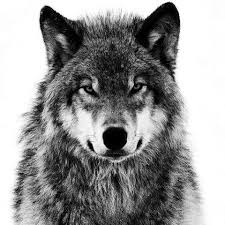 Beautiful Black And White Wolf Pictures Black And White Wolf Animals Beautiful Animals Animals Wild