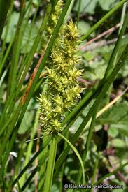 Image result for Justicia lithospermoides