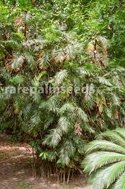 Image result for Usteria guineensis