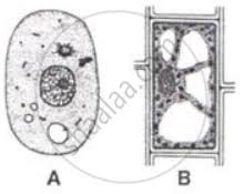 Check spelling or type a new query. Given Below Are The Sketches Of Two Types Of Cells A And B Biology Shaalaa Com