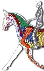 The frame of bones supporting a human or animal body: Horse Health Advice Local Riding