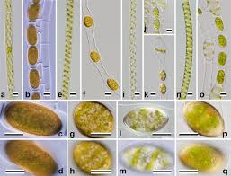 We did not find results for: Identification Of 13 Spirogyra Species Zygnemataceae By Traits Of Sexual Reproduction Induced Under Laboratory Culture Conditions Scientific Reports