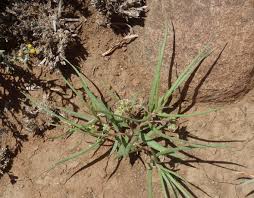 Image result for Stenostelma corniculatum