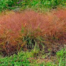 Image result for Eragrostis arenicola