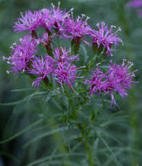 I find it is a delight for the sunny perennial border. August Plant Of The Month Narrow Leaf Ironweed