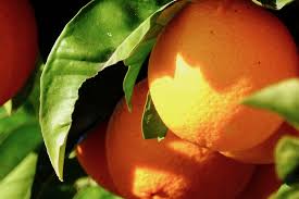 However, that doesn't mean that you can get away without pruning citrus trees. Free Images Oranges Mandarin Orange Clementine Tangerine Citrus Fruit Tree Tangelo Vegetarian Food Grapefruit Bitter Orange Local Food Flowering Plant Seedless Fruit Ebony Trees And Persimmons Produce Rangpur Diospyros Valencia Orange