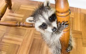 What if a raccoon lives in captivity with somebody providing him a good den, delicious meals at regular but sometimes even pet raccoons have to deal with a high mortality rate. Exotic Pets In Minnesota Mpls St Paul Magazine