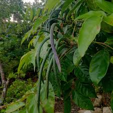 Image result for Dolichandrone alba