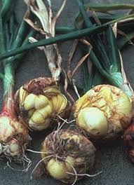 Elle peut concerner l'ensemble des organes et tissus du corps, dont la peau, les articulations, le cerveau ou encore le système digestif. Nematode Anguillule Des Tiges Et Bulbes Ditylenchus Dipsaci