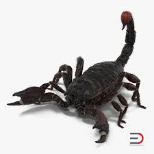 Black Scorpion 3d Model Rigged With Fur Scorpion Black 3d Model