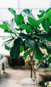 17 Best Indoor Trees And Tropical Plants To Grow In Your Living Room Best Indoor Trees Big Indoor Plants Best Indoor Plants