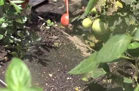 Use the lists below to help determine the best method for feeding your. Fertilizer Side Dressing The Vegetable Garden Fully Explained Gardening Channel