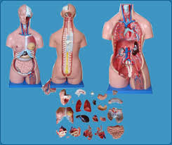 Home » unlabelled » torso anatomy chart : Bharat Education Store Regd Meerut Imported Anatomical Models Charts Trauma Manikins Trauma Mannequin Trauma Models Medical Manikins Medical Mannequin Medical Models Life Support Models Life Support Manikins Life Support Mannequin Life Support