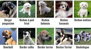 Tout Savoir Sur Vos Toutous Races De Chiens Chien Plus Beau Chien