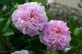 Ispahan Damask Rose Rose Long Blooming Perennials Damask Rose