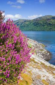 Scottish Heather The Legendary Flower Of Scotland Scottish Heather Scottish Landscape Scottish Culture