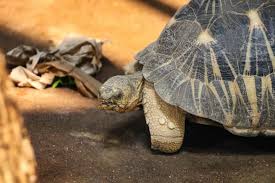 We're not mad about it—it's World Turtle Day! But let's get one thing  straight: Not all turtles are tortoises, but all tortoises are turtles.  Tortoises spend the most of their life on