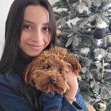 Violet💜 Around 25 lbs full grown Take home now #minigoldendoodle #puppy