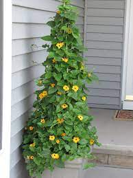 Black Eyed Susan Vine Plants Planting Flowers Climbing Flowers