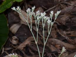 Image result for Polycarpaea corymbosa