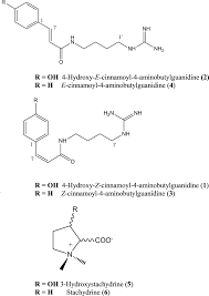Image result for Maerua edulis