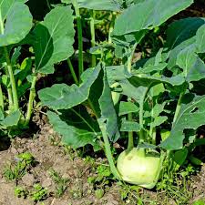 Early White Vienna Heirloom Kohlrabi Seeds