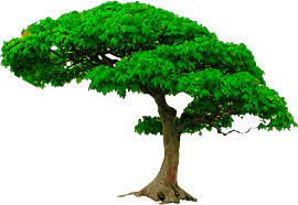 Select png file, which you want to convert, from your computer, google drive, dropbox or drag and drop it on the page. Download All New Tree Png Zip File Photoshop Editing Png Picsart Tree Png Png Image With No Background Pngkey Com