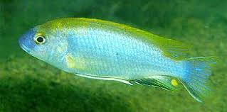 Gephyrochromis lawsi