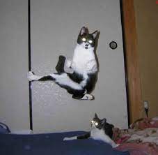 Ninja Kitty Funny Cat Photos Crazy Cats Cats