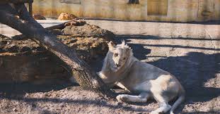 Plusieurs offres sont disponibles : Maltraitance Animale Un Zoo Dans Le Tarn Contraint De Fermer