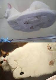 Didn't know i was around the corner! Cat Sitting On A Glass Table 9gag