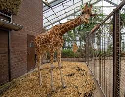 Über dem grubenfeld der ehemaligen zeche glückaufsegen südlich des rombergparks im stadtteil brünninghausen als tierpark dortmund eröffnet. Giraffenbulle Zikomo Hat Wieder Gesellschaft Nachwuchs Maoli Aus Frankreich Im Zoo Dortmund Eingetroffen Nordstadtblogger