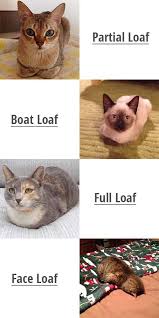 A lot of cat owners believe and have witnessed that a cat sits in a loaf when it wants to relax but also is alert or suspicious of the surrounding at the same time. Catloaf Things You Should Know About Zooawesome