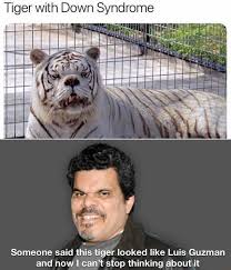 See more ideas about down syndrome, tiger, cute animals. Tiger With Down Syndrome Someone Said This Tiger Looked Like Luis Guzman And Now I Can T Stop Thinking About It