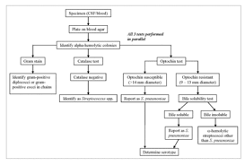 Pneumococcal Disease Microbewiki