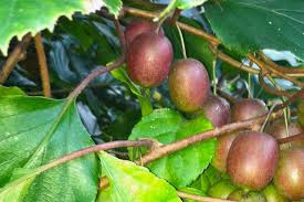 Fruits can thus form even if there aren't any other trees nearby. March 2015 Hardy Kiwi Berry