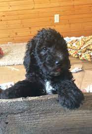 Standard poodles come in many colors. Poodle Puppies For Sale Colorado Springs Co 291805