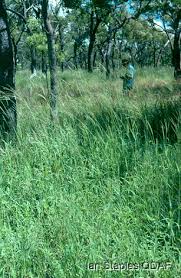 Image result for Digitaria milanjiana