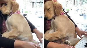 We breed golden retrievers with the following traits in mind: Watch This Sweet Golden Retriever Puppy Get Serenaded To Sleep By Her Human The Dog People By Rover Com