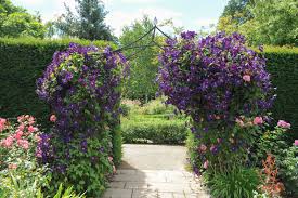 Die clematis rubens ist auch unter dem namen bergwaldrebe bekannt und hat einen besonders üppigen wuchs. Clematis Diese Arten Vertragen Frost